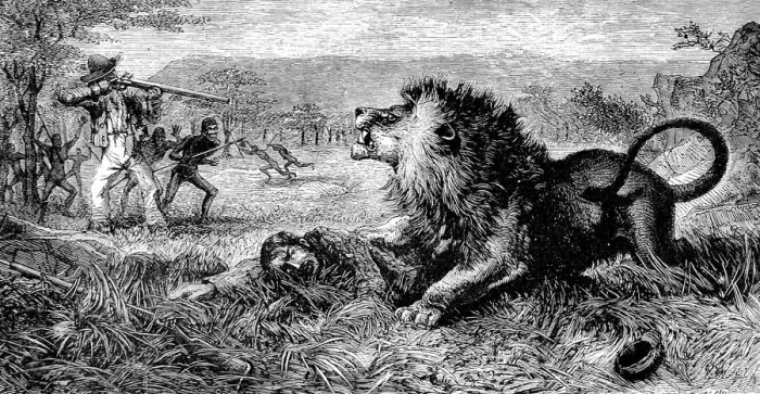Framed Print : Dr. David Livingstone attacked by a lion, 1843 Framed Print : Dr. David Livingstone attacked by a lion, 1843
