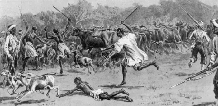 Framed Print : Driving cattle captured from the enemy, Sierra Leone