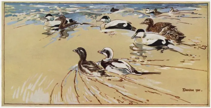 Framed Print : Ducks in Lindisfarne