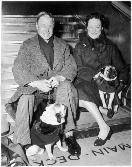 Framed Print : Duke and Duchess of Windsor with their pugs