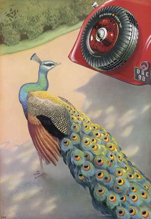 Framed Print : DUNLOP TYRE AD / PEACOCK Framed Print : DUNLOP TYRE AD / PEACOCK