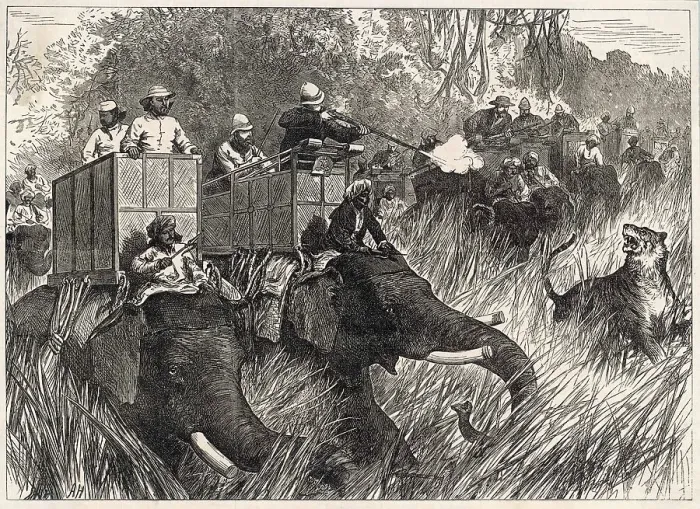 Framed Print : Edward Hunting Tigers