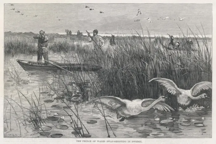 Framed Print : Edward Shoots Swans Framed Print : Edward Shoots Swans