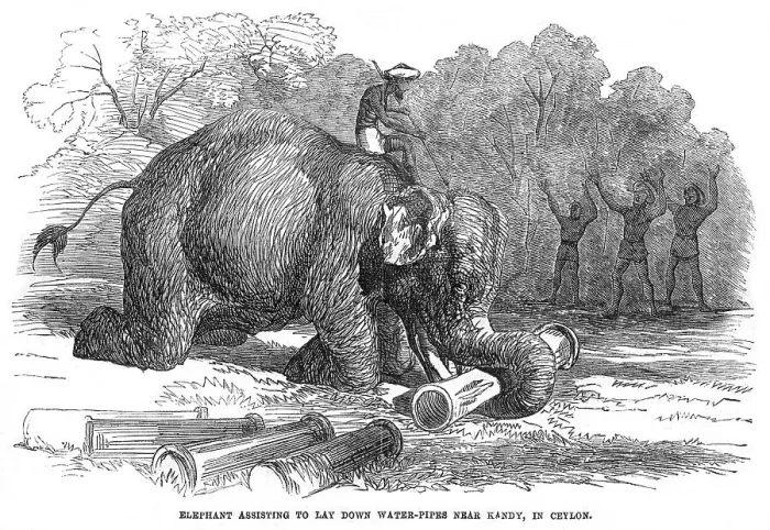 Framed Print : Elephant lays water pipes, 1856