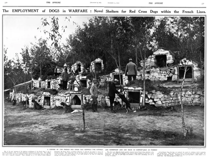Framed Print : Employment of dogs in warfare, French Lines, WW1 Framed Print : Employment of dogs in warfare, French Lines, WW1