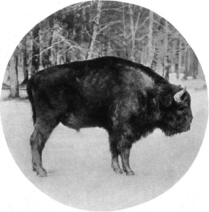 Framed Print : Endangered European bison in wartime, 1915 Framed Print : Endangered European bison in wartime, 1915