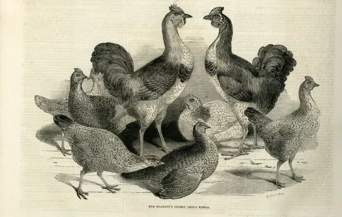 Framed Print : Engraving of the Cochin China Fowl kept by Queen Victoria at Windsor. Date: 1843 Framed Print : Engraving of the Cochin China Fowl kept by Queen Victoria at Windsor. Date: 1843