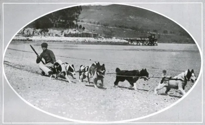 Framed Print : Exercising dogs in New Zealand prior to Scott Polar Expediti Framed Print : Exercising dogs in New Zealand prior to Scott Polar Expediti