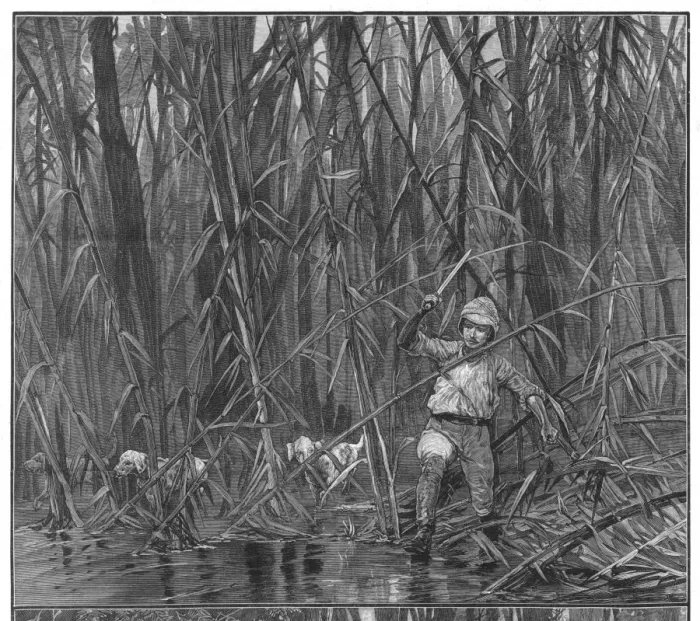 Framed Print : Exploring Bamboo Jungle