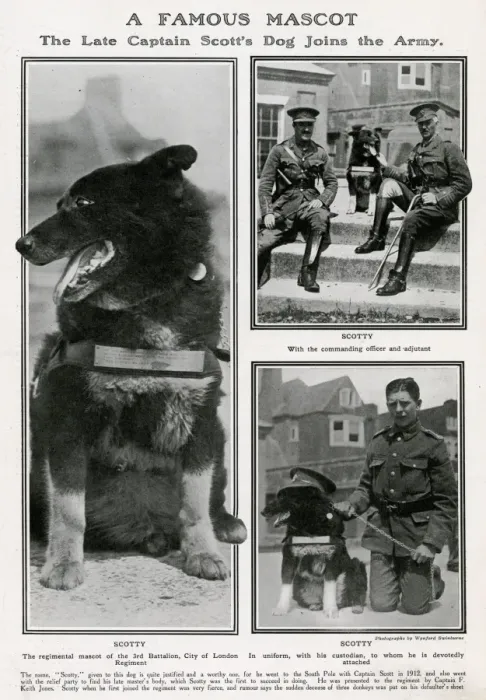 Framed Print : A famous mascot - Captain Scott dog joins the Army