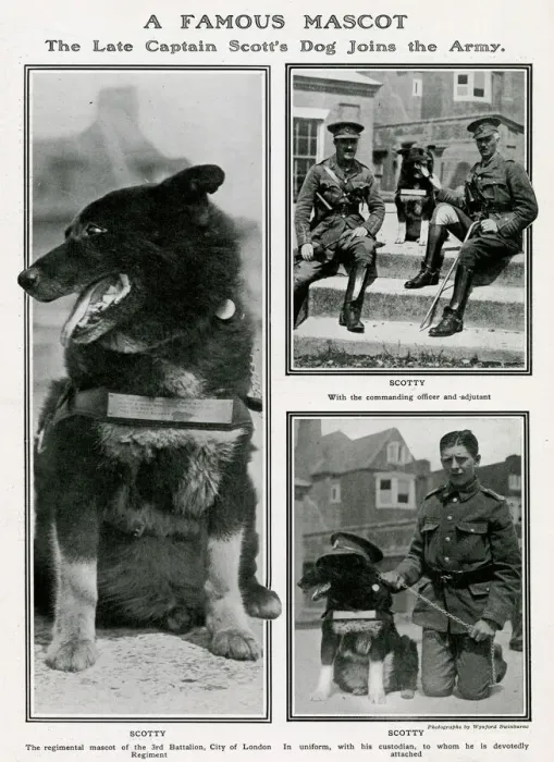 Framed Print : A famous mascot - Captain Scott dog joins the Army Framed Print : A famous mascot - Captain Scott dog joins the Army