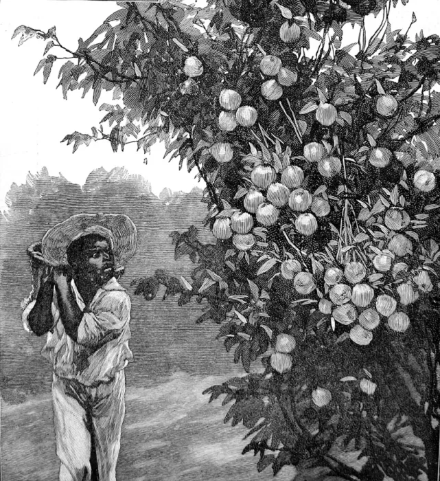 Framed Print : Farm Worker and Orange Tree, Southern California, 1888