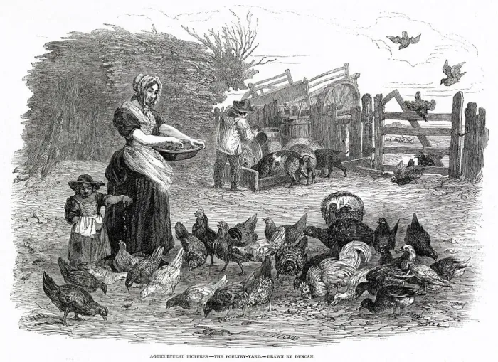 Framed Print : FEEDING THE HENS 1847 Framed Print : FEEDING THE HENS 1847
