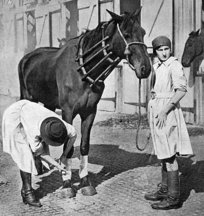 Framed Print : Female vet at horse repository, WWI