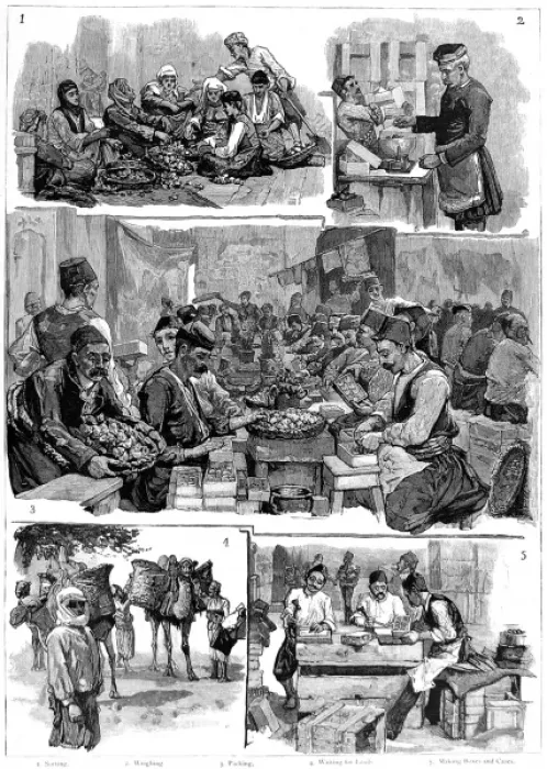 Framed Print : Fig Industry in Smyrna