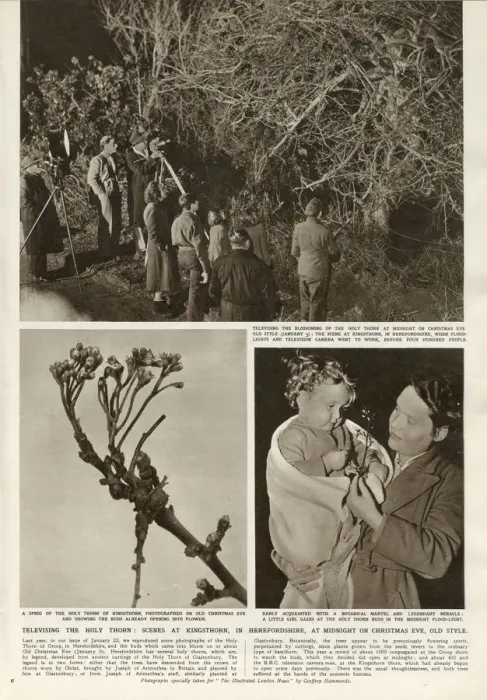 Framed Print : Filming the Holy Thorn at Kingsthorn, Herefordshire - and the buds which came into Framed Print : Filming the Holy Thorn at Kingsthorn, Herefordshire - and the buds which came into