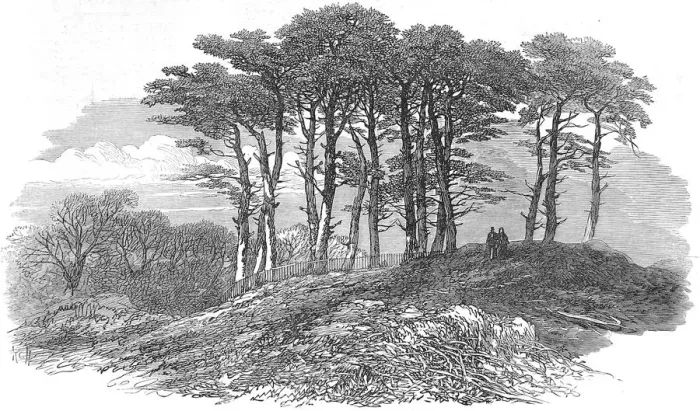 Framed Print : Fir Trees on Hampstead Heath, London, 1871 Framed Print : Fir Trees on Hampstead Heath, London, 1871