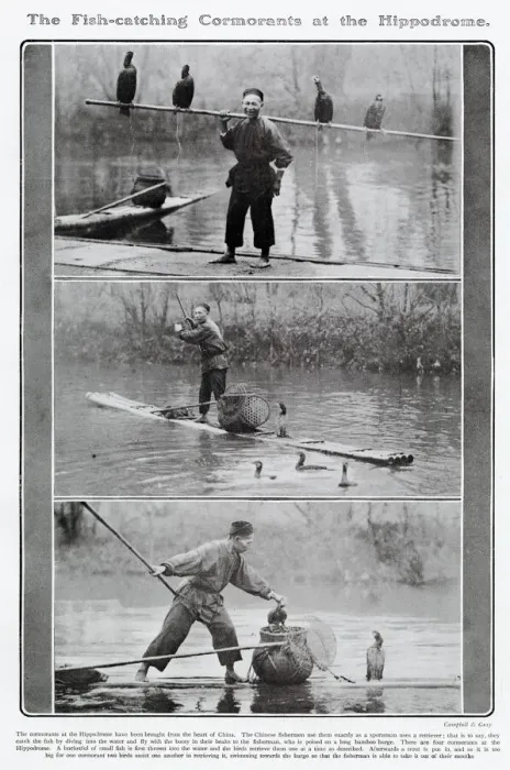 Framed Print : Fish-catching cormorants at the Hippodrome