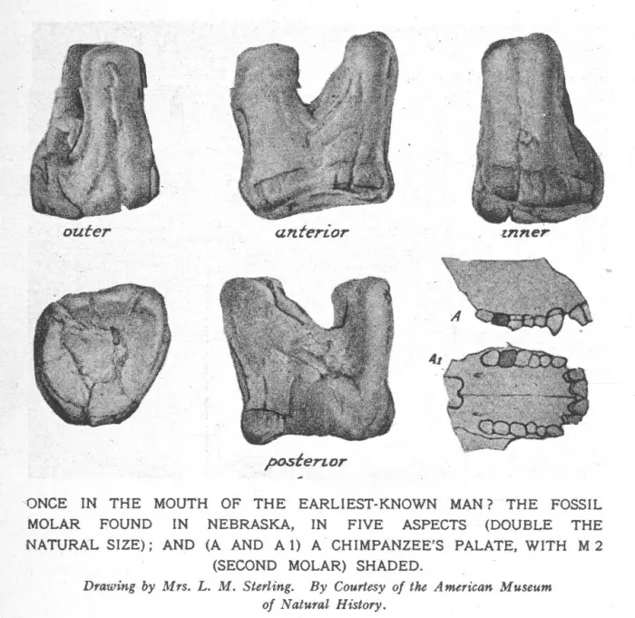 Framed Print : Fossil molar of Nebraska man Framed Print : Fossil molar of Nebraska man