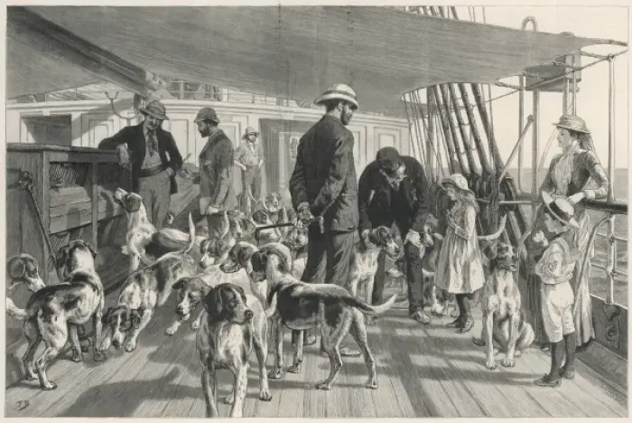 Framed Print : Foxhounds sent to India