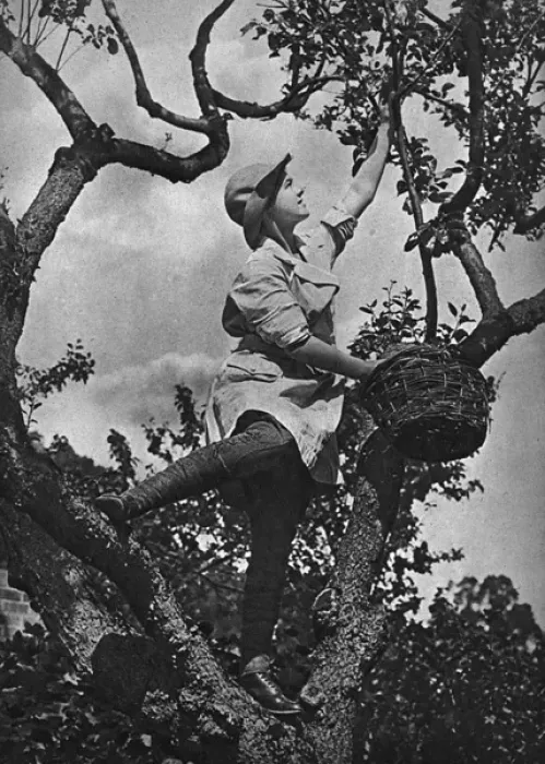 Framed Print : The Fruit Picker Framed Print : The Fruit Picker