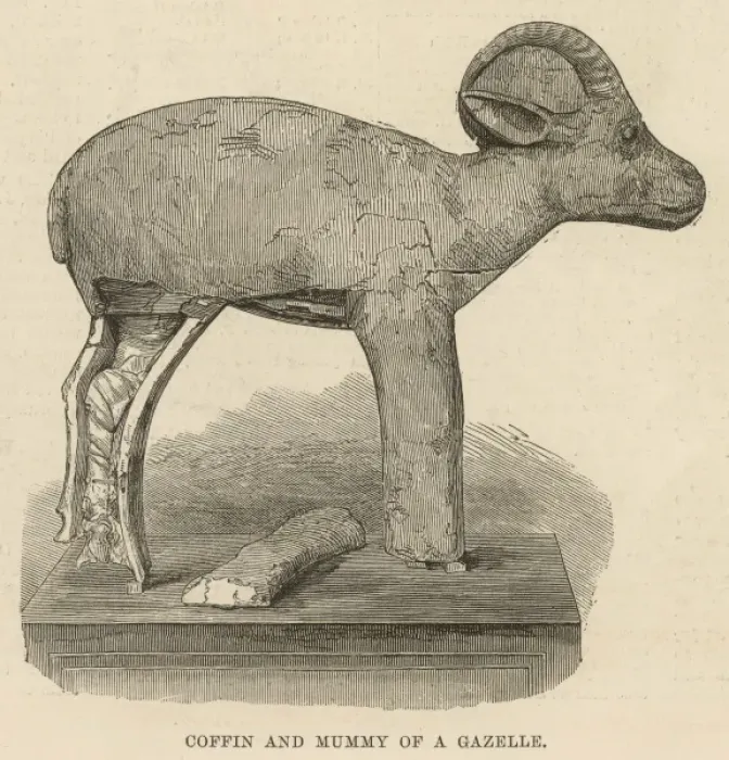 Framed Print : Funerary equipment of Queen Isa-em-Kheb: a mummified gazelle Framed Print : Funerary equipment of Queen Isa-em-Kheb: a mummified gazelle