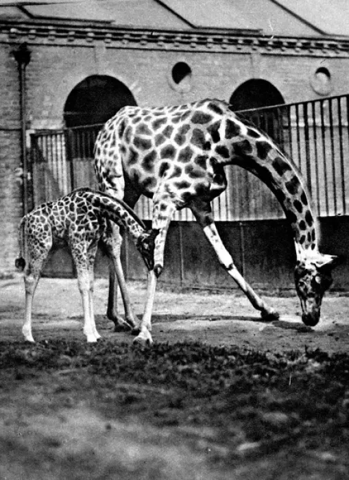 Framed Print : Giraffes at London Zoo, 1922