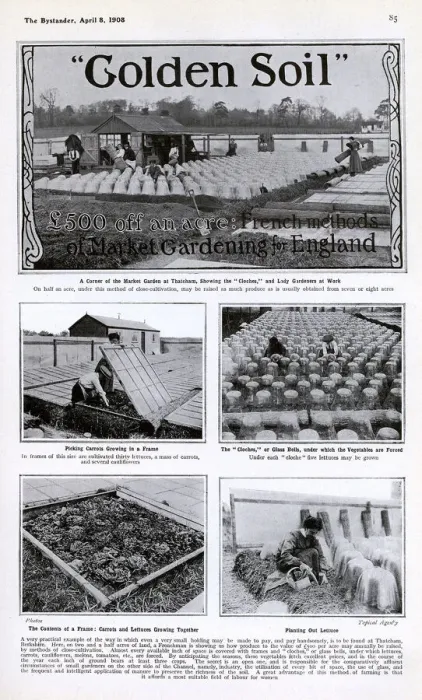 Framed Print : Golden Soil: French methods of Market Gardening for England Framed Print : Golden Soil: French methods of Market Gardening for England