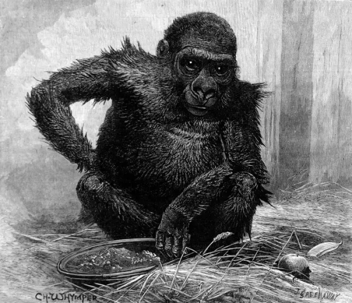 Framed Print : Gorilla at London Zoo, 1887