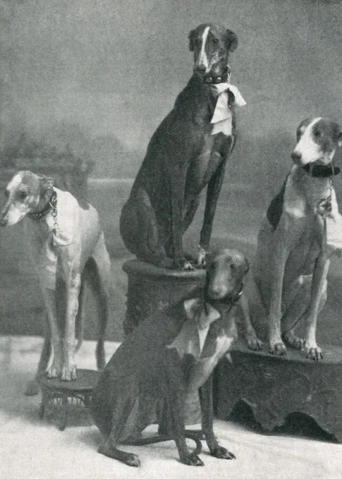 Framed Print : Herberts Dogs at the Hippodrome Framed Print : Herberts Dogs at the Hippodrome