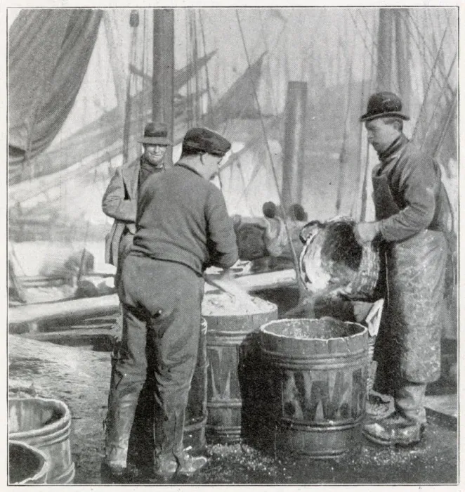 Framed Print : Herring Fishery on the East Coast 1902 Framed Print : Herring Fishery on the East Coast 1902