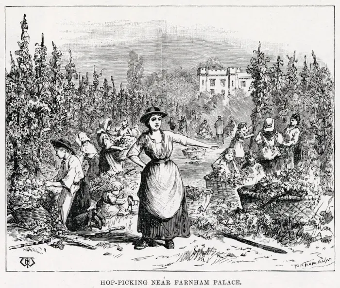 Framed Print : Hops are picked in Surrey near Farnham Palace and sold at Weyhill Fair. Date: 1891