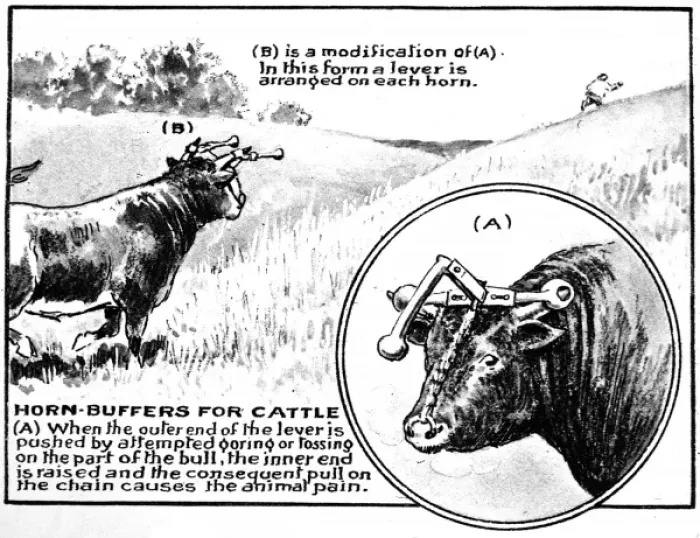 Framed Print : Horn Buffers for Cattle, 1921 Framed Print : Horn Buffers for Cattle, 1921