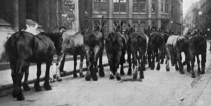 Framed Print : Horses commandeered 1914 Framed Print : Horses commandeered 1914