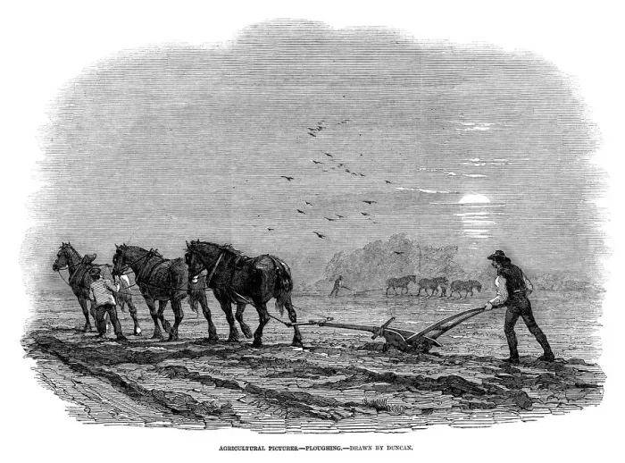 Framed Print : Three horses, controlled by a ploughboy, pull the plough which the ploughman guides Framed Print : Three horses, controlled by a ploughboy, pull the plough which the ploughman guides