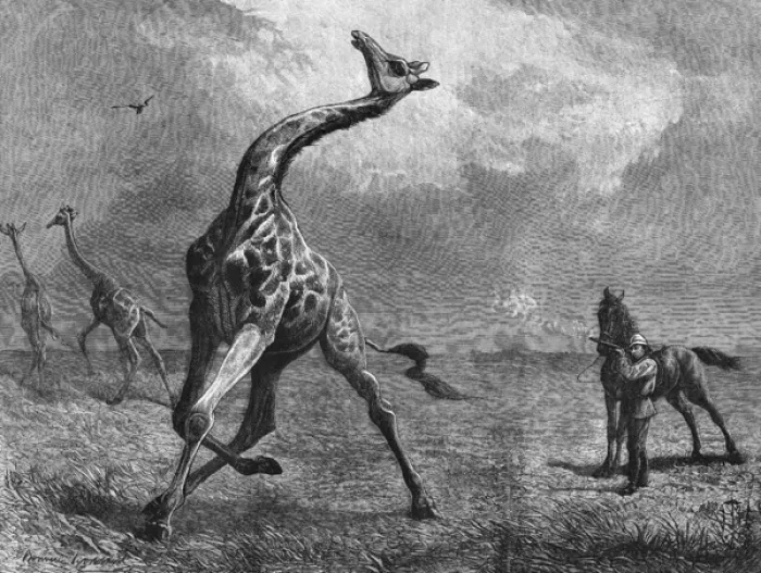 Framed Print : Hunting giraffe