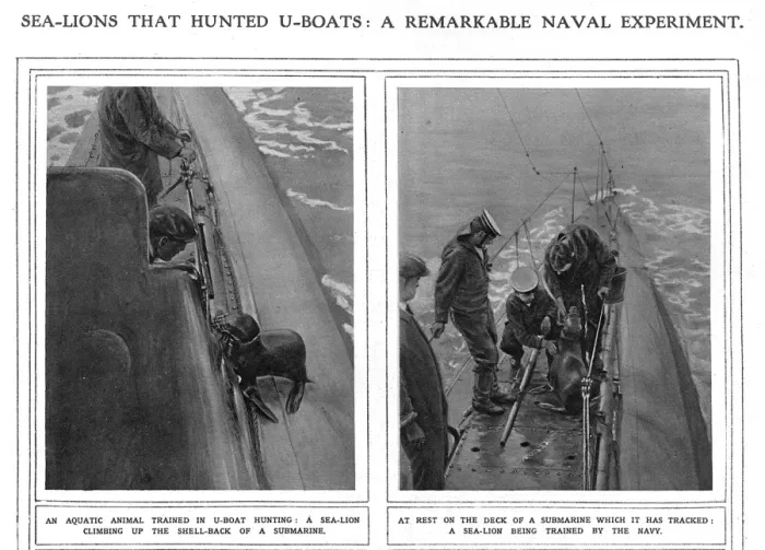 Framed Print : ILN page on submarine hunting sea lions, WW1 Framed Print : ILN page on submarine hunting sea lions, WW1