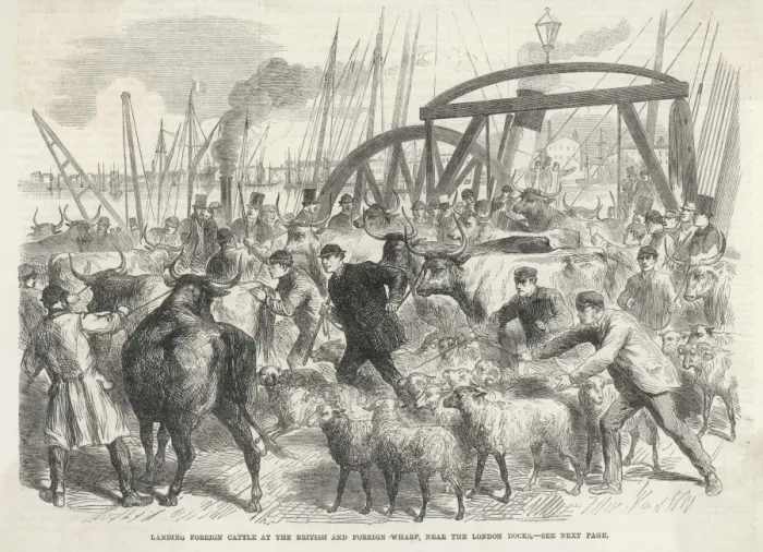 Framed Print : Imported Cattle at Docks