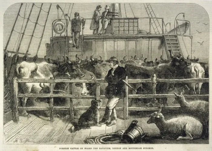 Framed Print : Importing Cattle 1865 Framed Print : Importing Cattle 1865