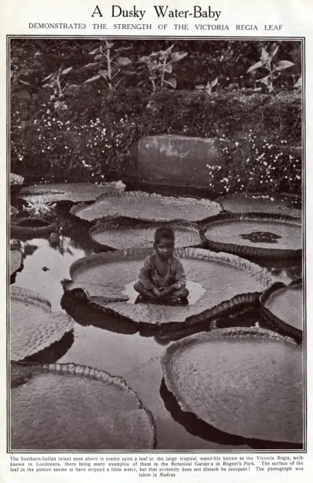 Framed Print : Indian boy sitting on Victoria Regia water lily leaf Framed Print : Indian boy sitting on Victoria Regia water lily leaf