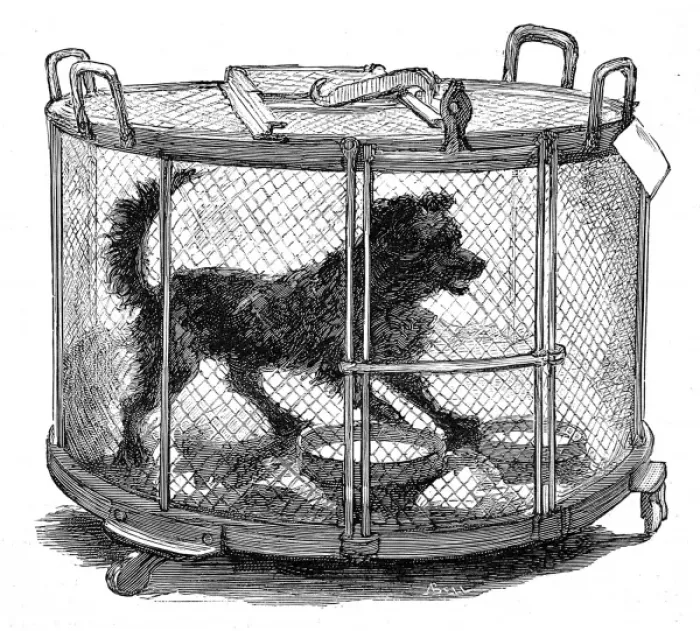 Framed Print : Inoculated dog in cage