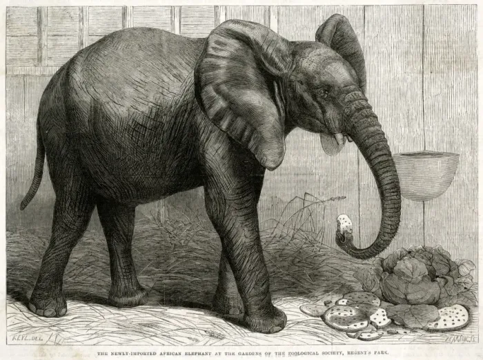 Framed Print : Jumbo the elephant at Regents Park, 1865 Framed Print : Jumbo the elephant at Regents Park, 1865