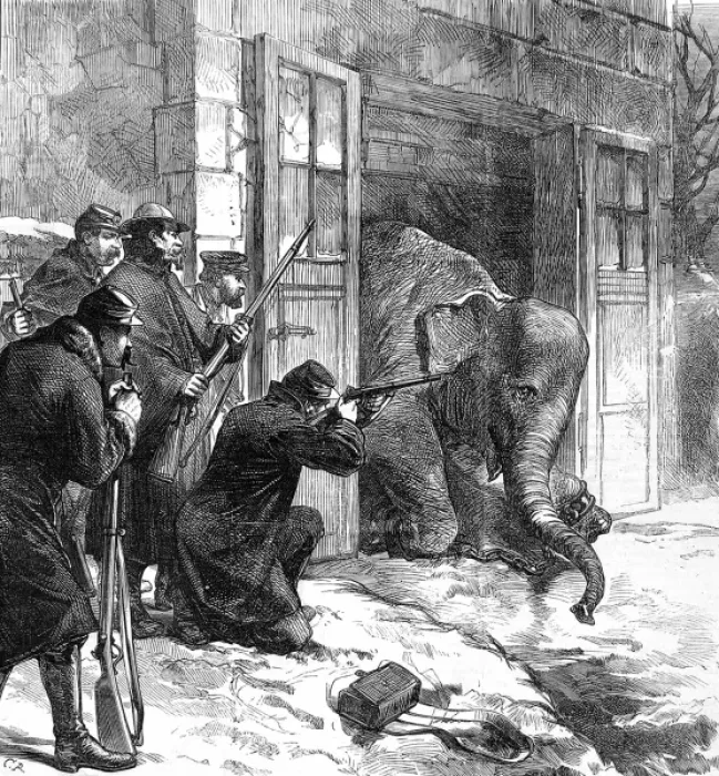 Framed Print : Killing an Elephant for food, Paris; Franco-Prussian War, 18