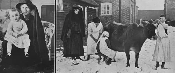 Framed Print : Lady Petres milking school, WW1
