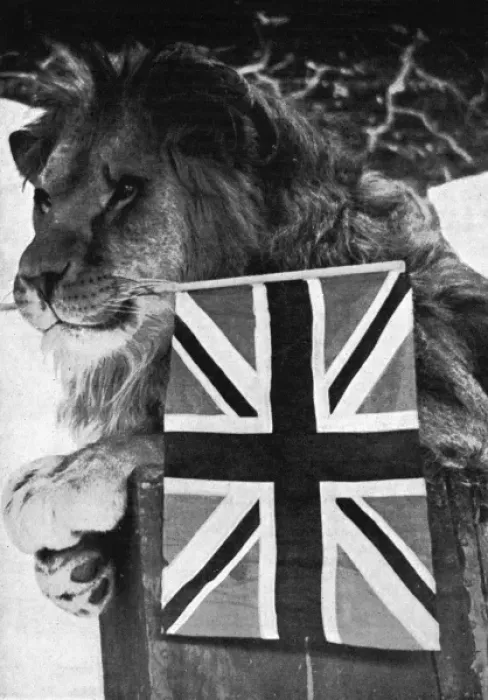 Framed Print : Lion holds Union Jack Framed Print : Lion holds Union Jack