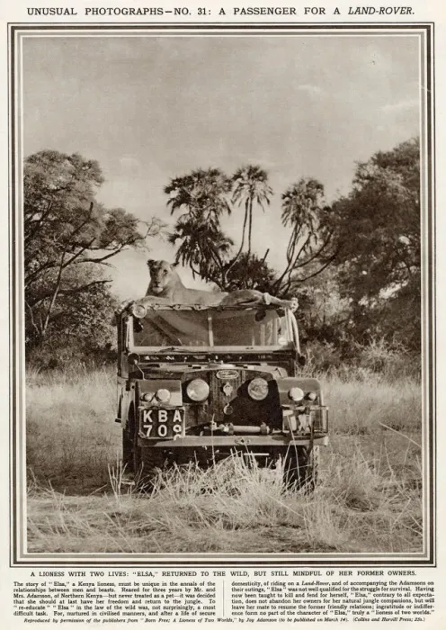 Framed Print : Lioness sitting on top of a Series One Land Rover Framed Print : Lioness sitting on top of a Series One Land Rover