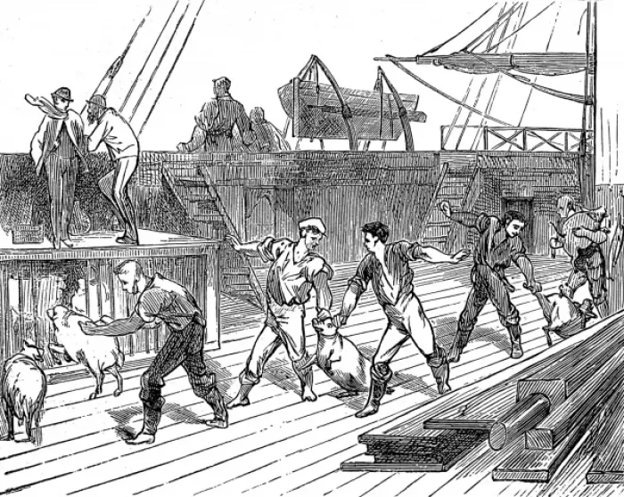 Framed Print : Live Provisions on the deck of the emigrant ship, Indus Framed Print : Live Provisions on the deck of the emigrant ship, Indus