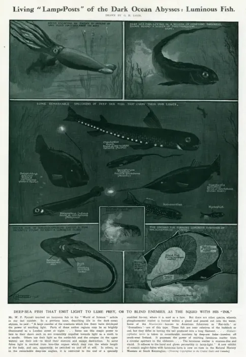 Framed Print : Luminous Deep-Sea Fish by G H Davis Framed Print : Luminous Deep-Sea Fish by G H Davis