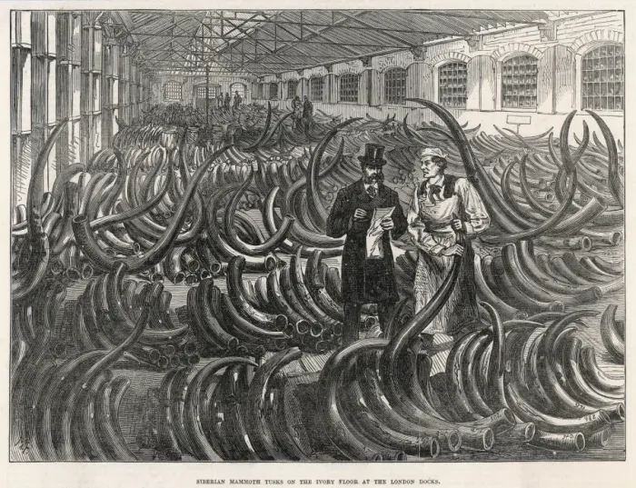 Framed Print : Mammoth Tusks