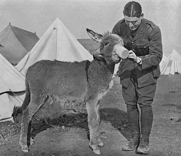 Framed Print : A Mascot in Salonika, WW1 Framed Print : A Mascot in Salonika, WW1